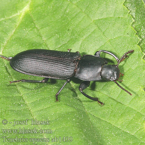 Tenebrio opacus ab1499