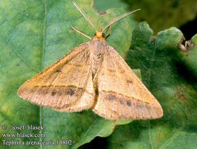 Tephrina arenacearia Isturgia Listnatka ranostajová Kropenatec čičorkový