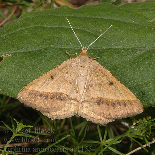 Пяденица луговая жёлтая Tephrina arenacearia Isturgia