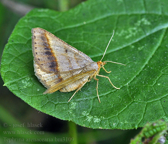 Tephrina arenacearia Isturgia Kropenatec čičorkový