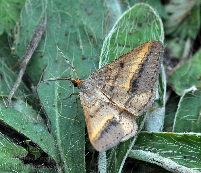 Isturgia arenacearia Tephrina Listnatka ranostajová