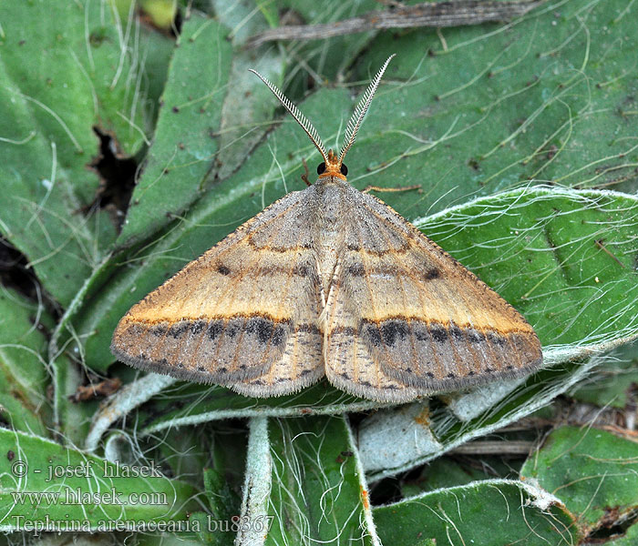 Isturgia arenacearia Tephrina Kropenatec čičorkový