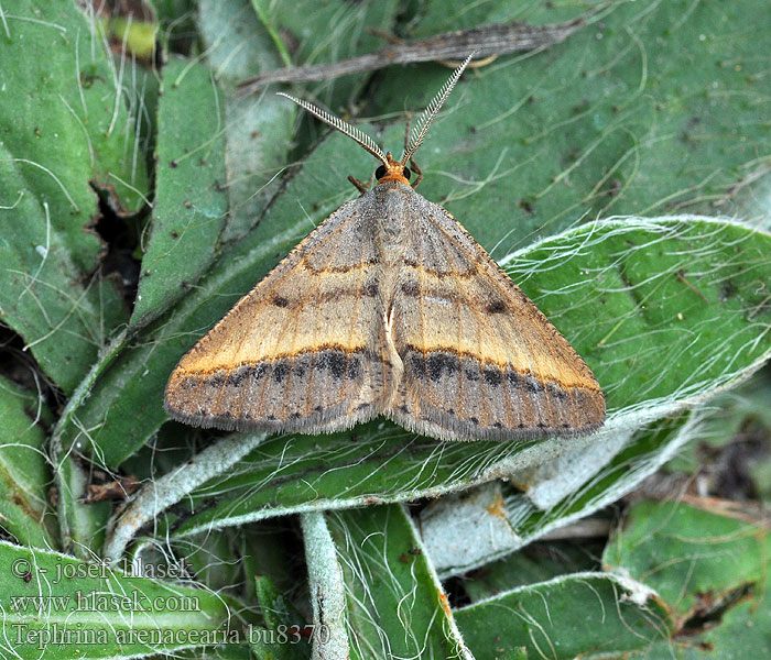 Isturgia arenacearia Tephrina Witalnik piaskowiak