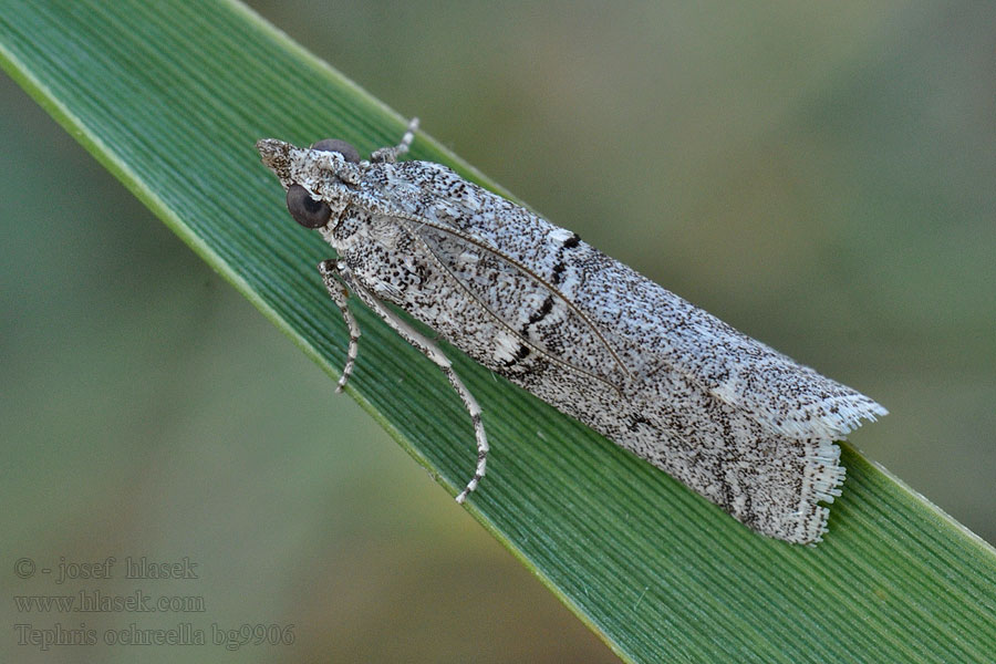 Tephris ochreella