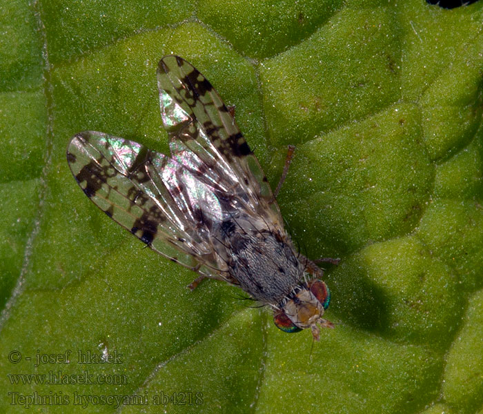 Tephritis hyoscyami