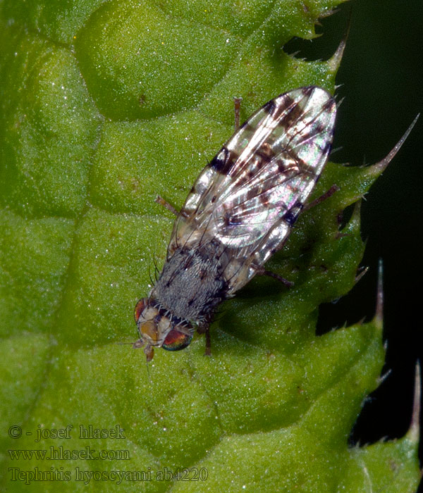 Tephritis hyoscyami