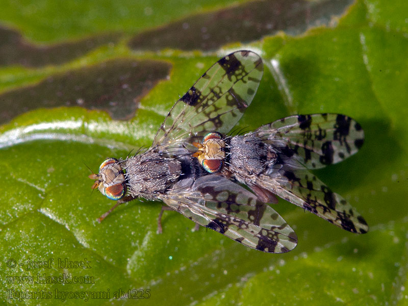 Tephritis hyoscyami