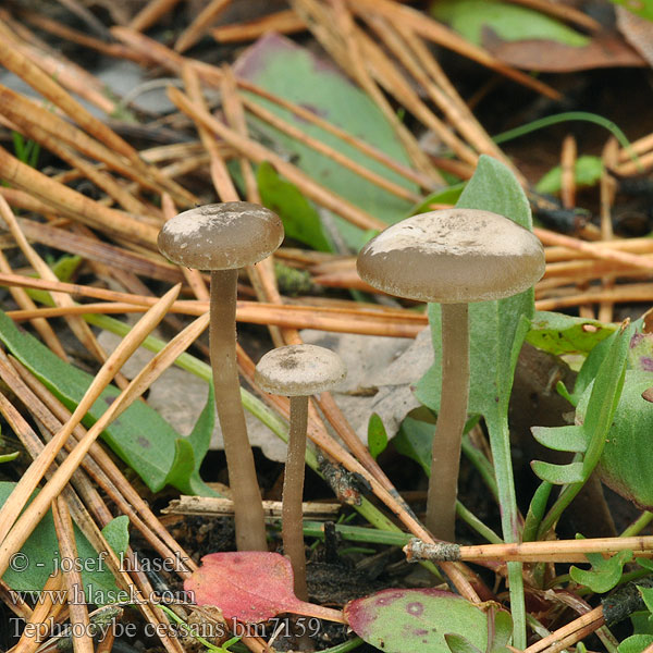 Tephrocybe cessans Lyophyllum Penízovka cystidonosná