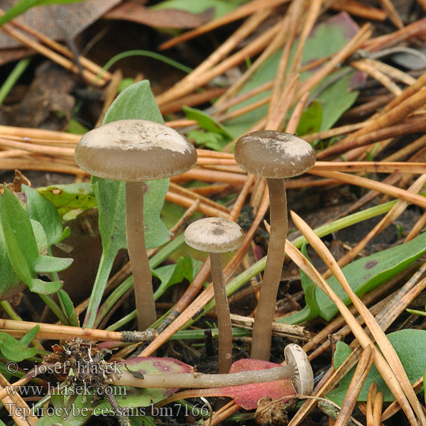 Tephrocybe cessans Lyophyllum Plathoedgrauwkop