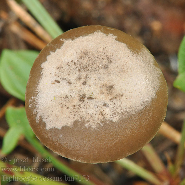 Tephrocybe cessans Penízovka cystidonosná