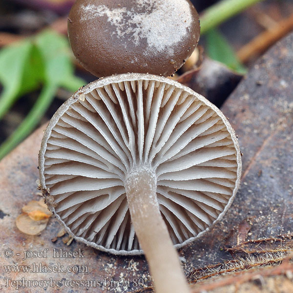 Tephrocybe cessans Plathoedgrauwkop