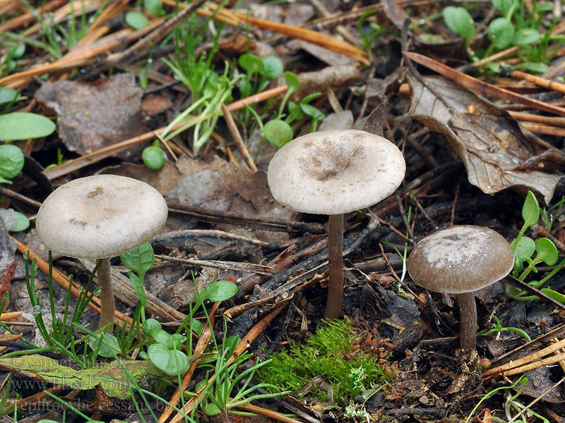 Tephrocybe_cessans_bp3540