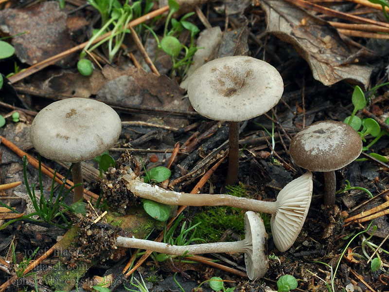 Lyophyllum cessans Penízovka cystidonosná