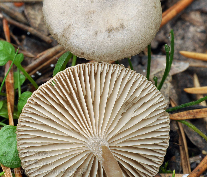 Lyophyllum cessans Plathoedgrauwkop