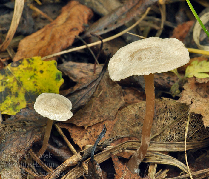 Tephrocybe mephitica Kleinsporiges Graublatt