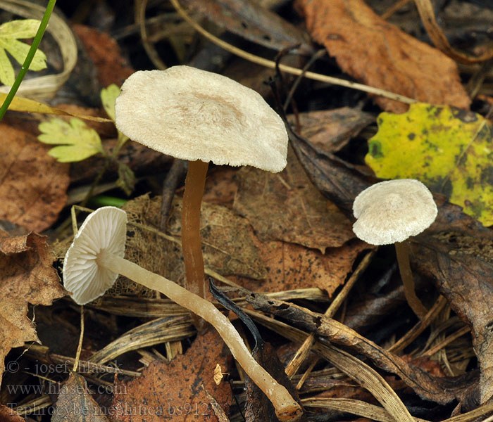 Tephrocybe mephitica Kleinsporige Grauwkop Kępkowiec cuchnący