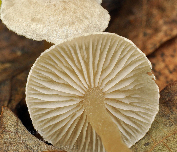 Tephrocybe mephitica Blek gråskivling Kittgråhatt