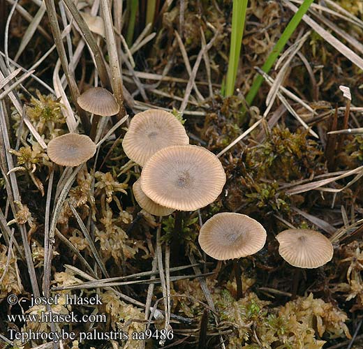 Tephrocybe palustris aa9486