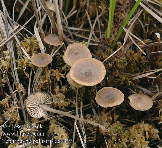 Tephrocybe palustris aa9493