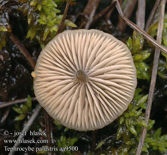 Tephrocybe palustris aa9500