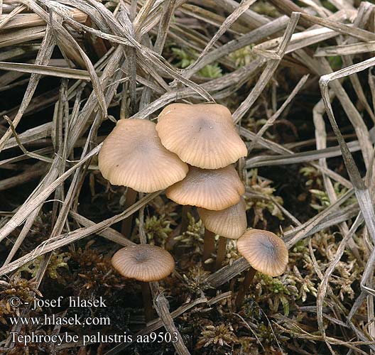 Tephrocybe palustris aa9503