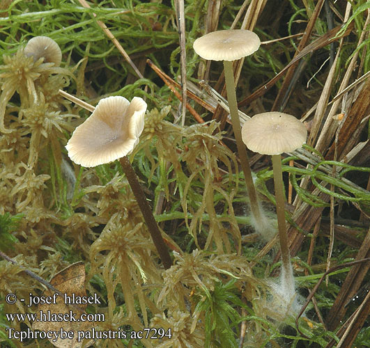 Tephrocybe palustris ac7294