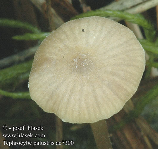 Tephrocybe palustris ac7300