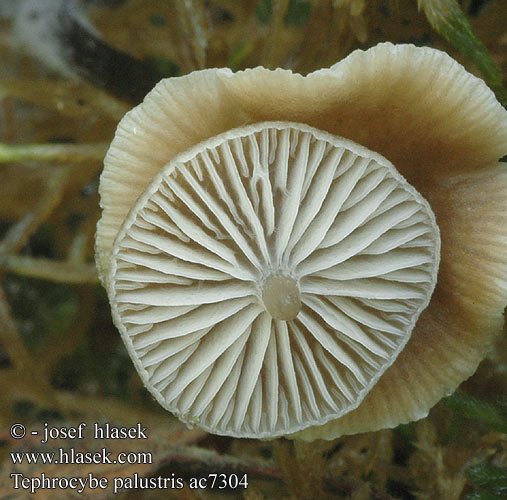 Tephrocybe palustris ac7304