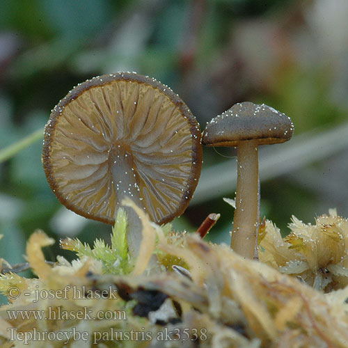 Tephrocybe palustris ak3538