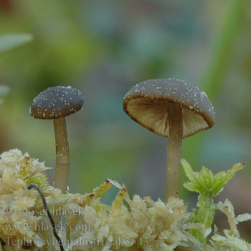 Tephrocybe palustris Lyophyllum palustre Penízovka rašeliníková