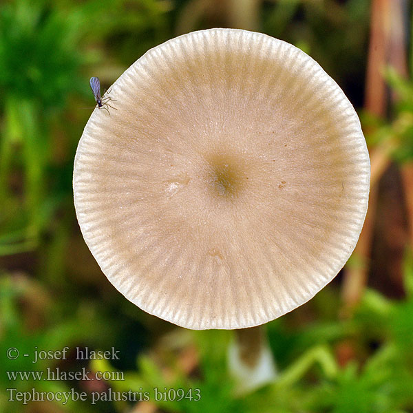 Tephrocybe palustris bi0943