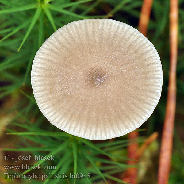 Tephrocybe palustris bi0948