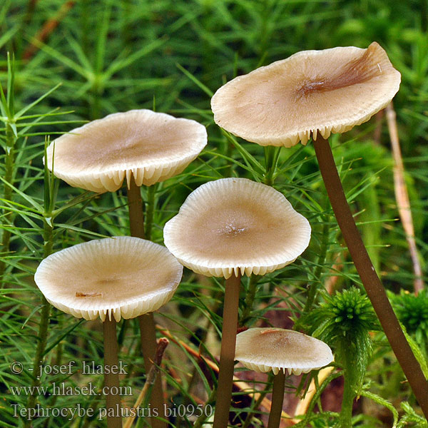 Tephrocybe palustris bi0950