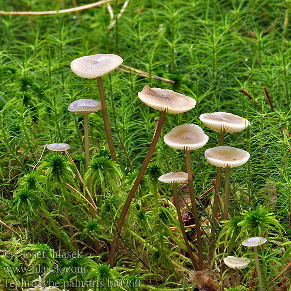 Tephrocybe palustris bi0960