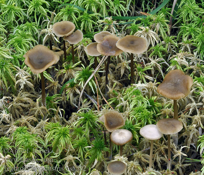 Tephrocybe_palustris_bs5592