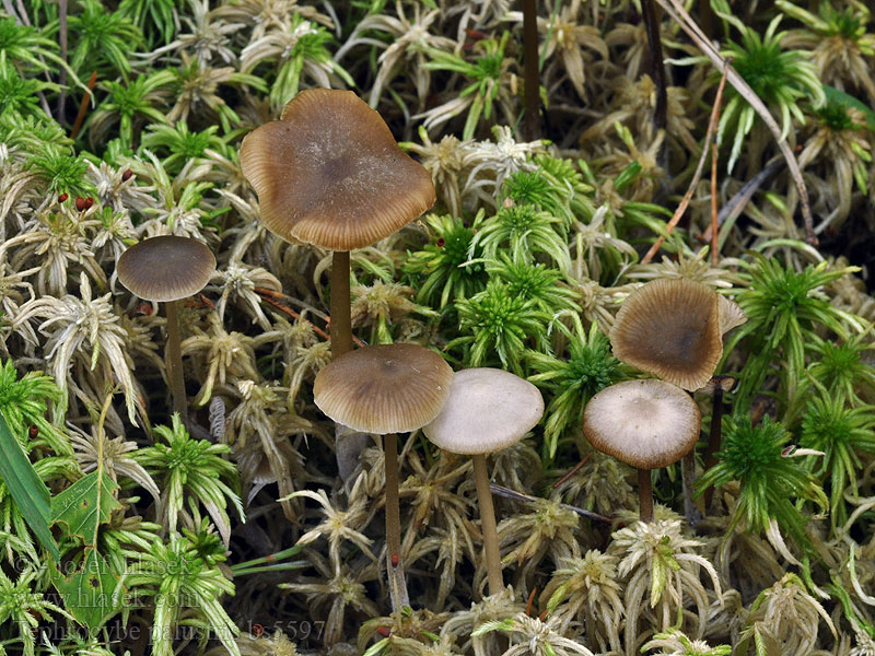 Tephrocybe_palustris_bs5597