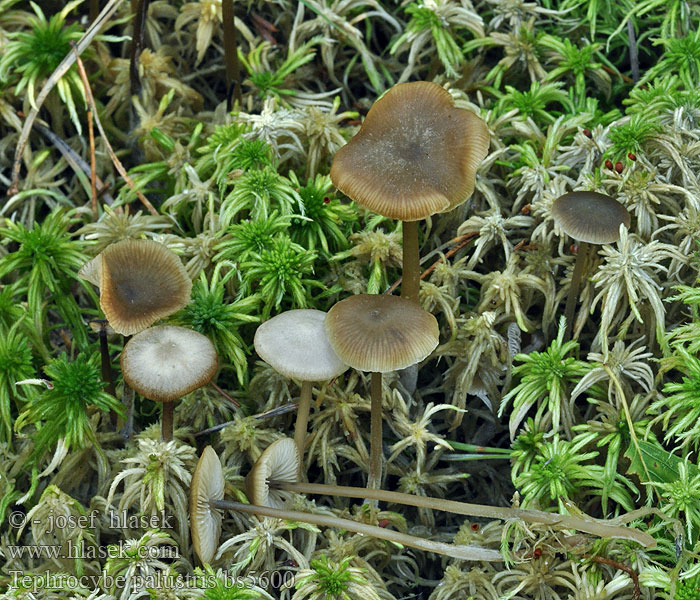 Popielatek torfowiskowy Tephrocybe palustris