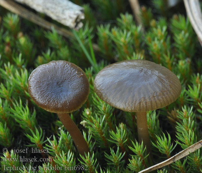 Tephrocybe_tylicolor_bm6982