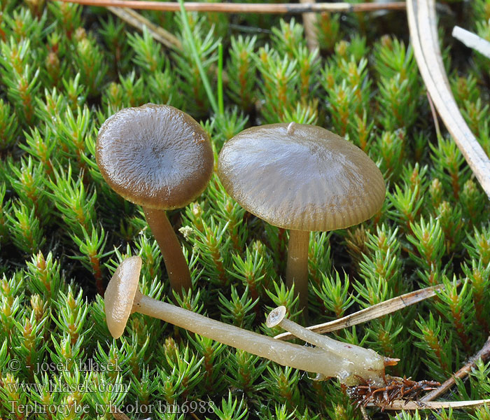 Kleine grauwkop Kvælstof-Gråblad Parasitgråskivling Smoky collybia