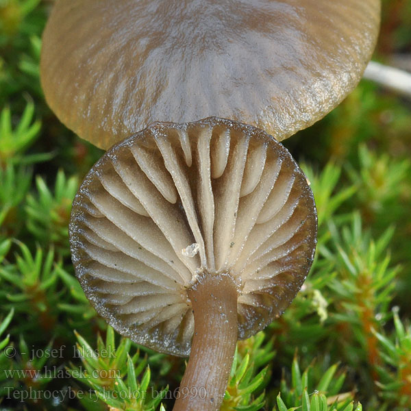 Tephrocybe tylicolor Collybia plexipes Kleine grauwkop