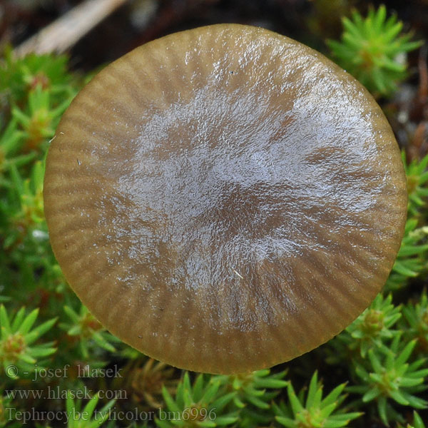 Tephrocybe tylicolor Collybia plexipes Parasitgråskivling