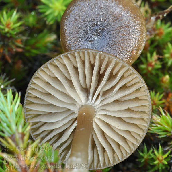 Tephrocybe tylicolor Collybia plexipes Smoky collybia