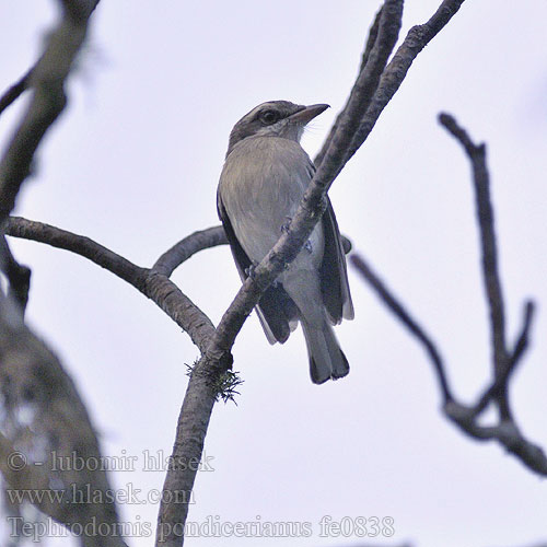 Tephrodornis pondicerianus Common Woodshrike Stromovníček šedohnědý Weißbrauen Tephrodornis Minivete Común Téphrodorne Pondichéry モズサンショウクイ Kleine Rupsklauwier Kruczodzierzb maly  นกเฉี่ยวดงธรรมดา Лесной личинкоед Asketornskade