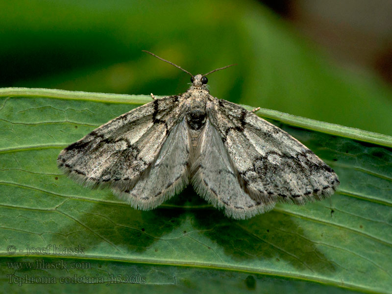 Tephronia codetaria