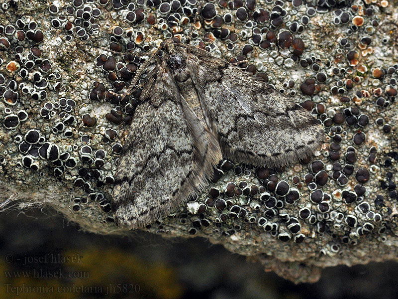 Tephronia codetaria