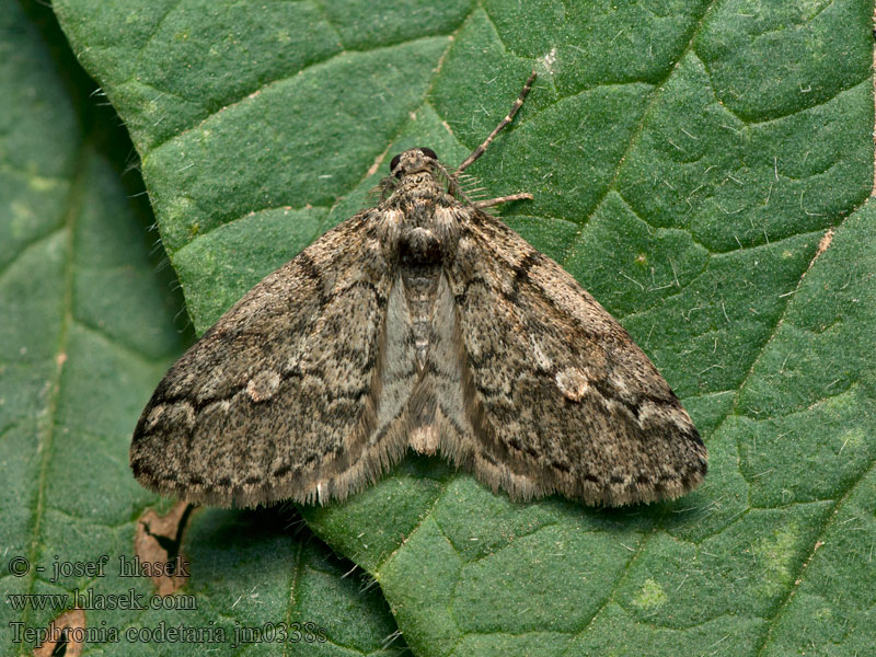 Tephronia codetaria
