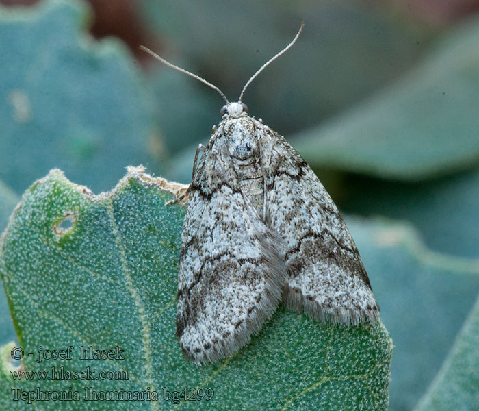 Tephronia lhommaria