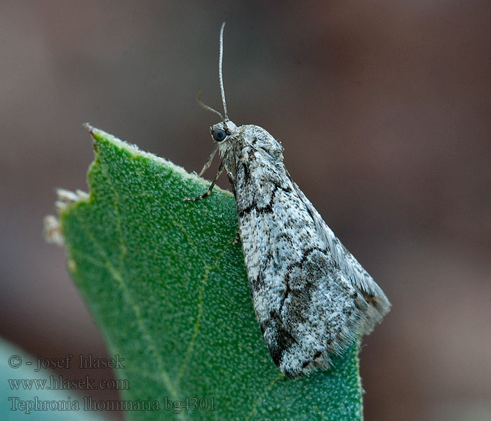 Tephronia lhommaria