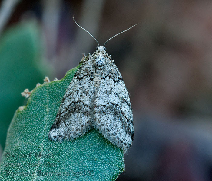 Tephronia lhommaria