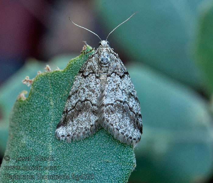 Tephronia lhommaria